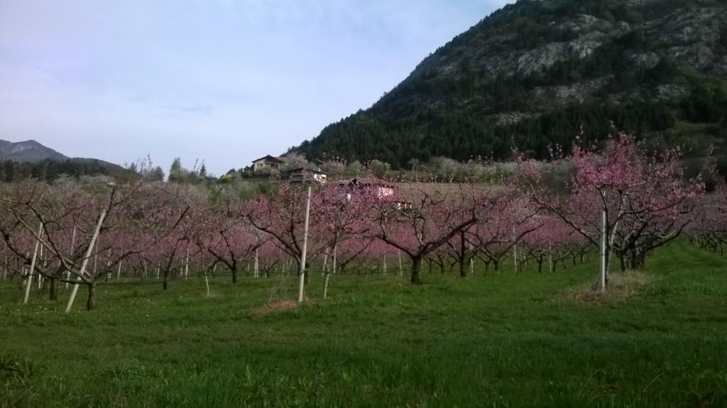 Casa Da Aldo Villa Castelfondo Luaran gambar